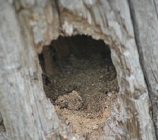 Small hole in a small pole